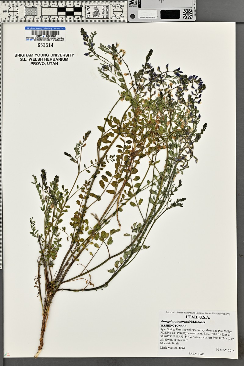 Pine Valley Milkvetch photo 4