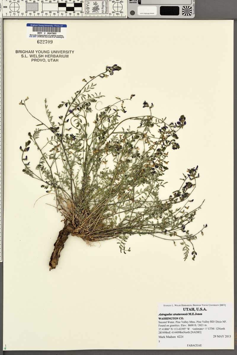 Pine Valley Milkvetch photo 5