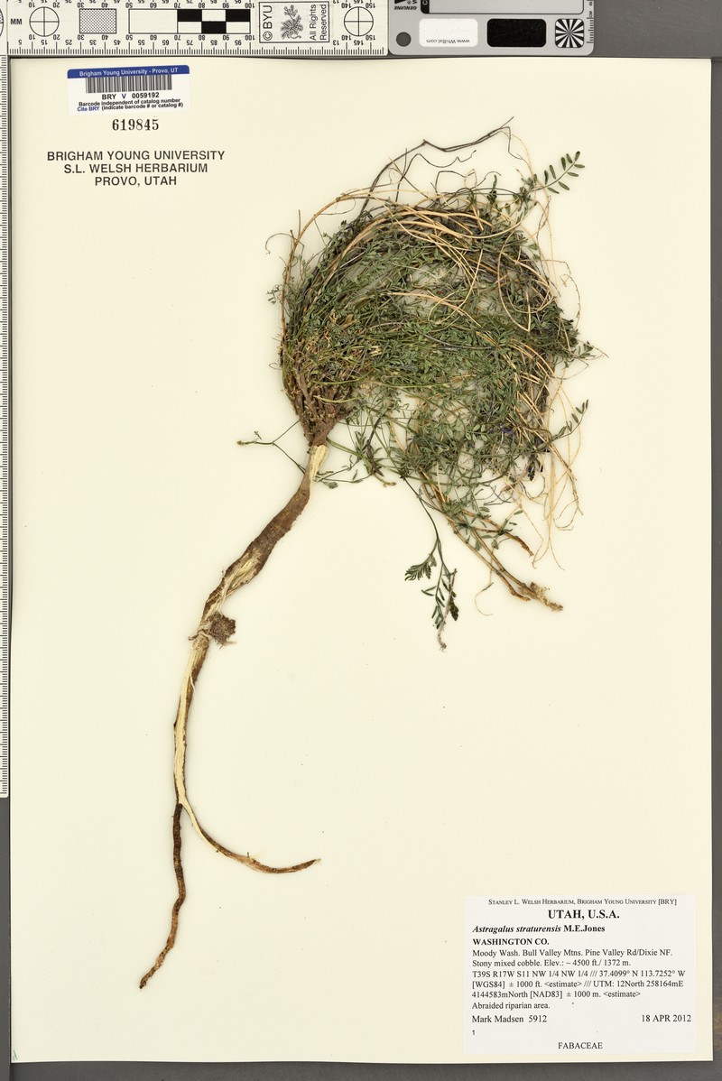 Pine Valley Milkvetch photo 6