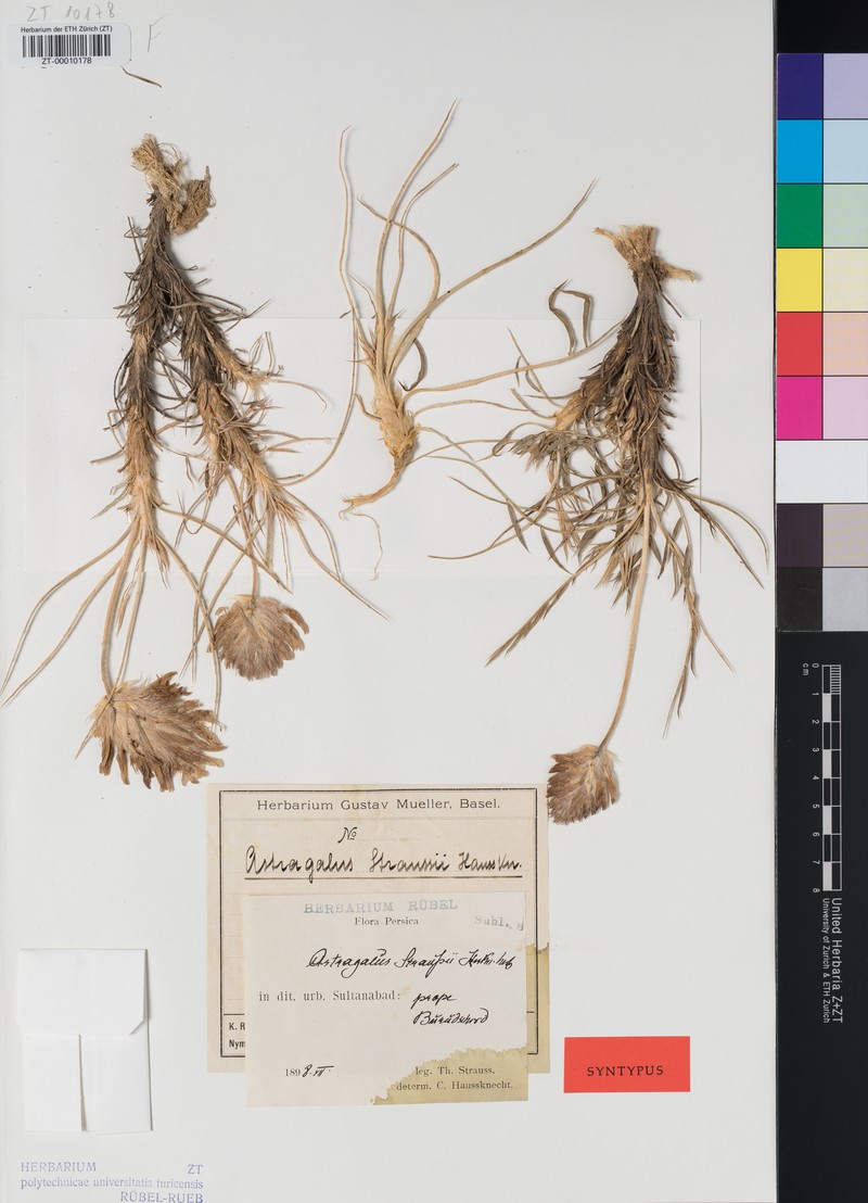 Astragalus straussii