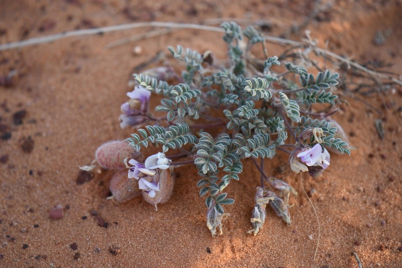 Escarpment Milkvetch