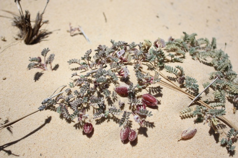 Escarpment Milkvetch photo 2