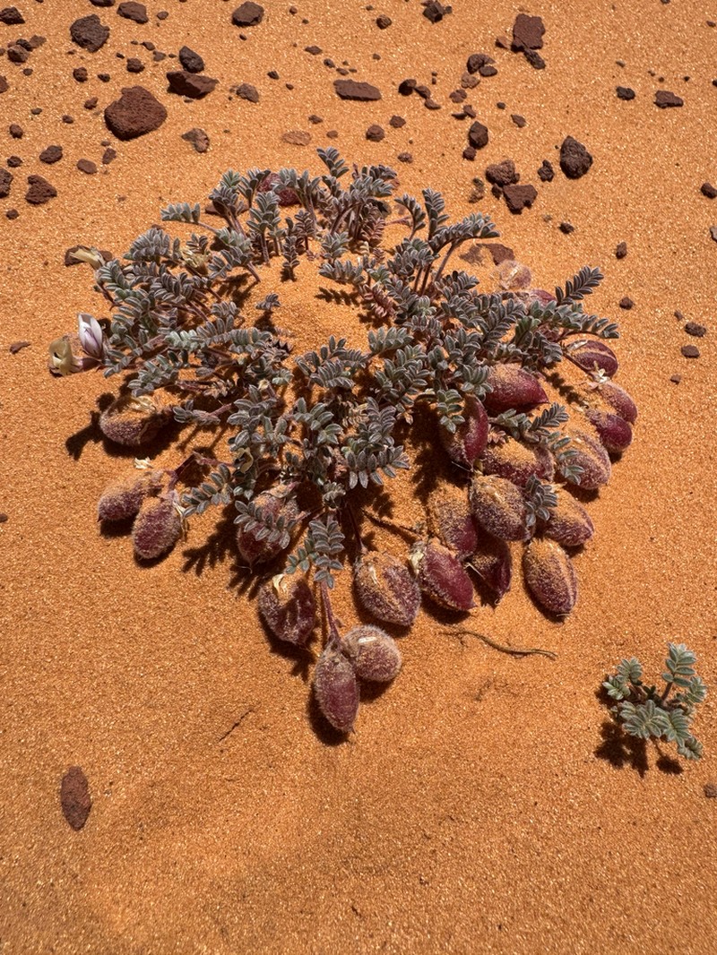 Escarpment Milkvetch photo 3