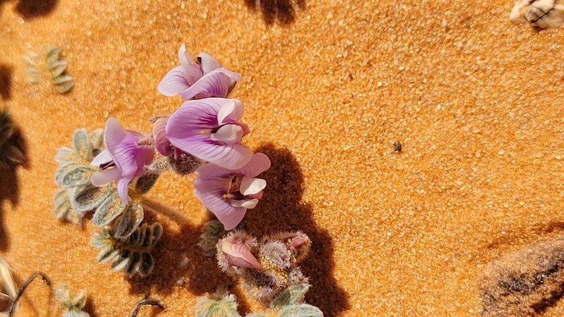 Escarpment Milkvetch photo 4