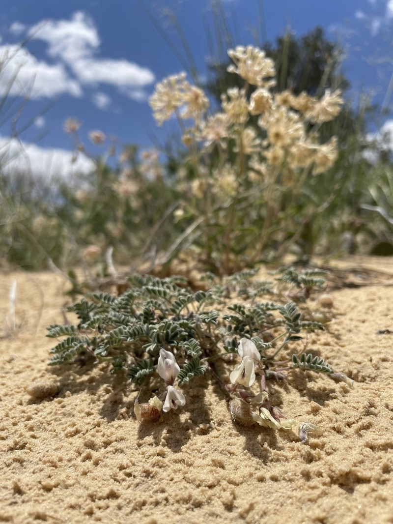 Escarpment Milkvetch photo 5