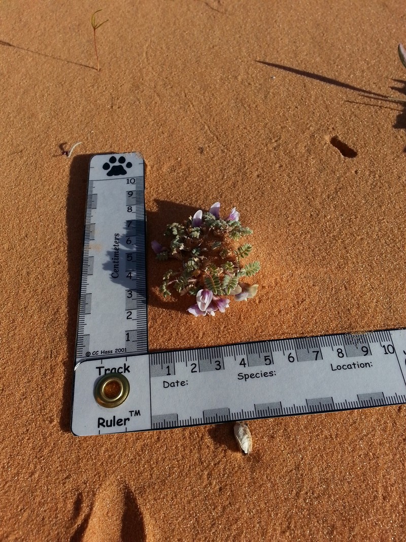 Escarpment Milkvetch photo 6