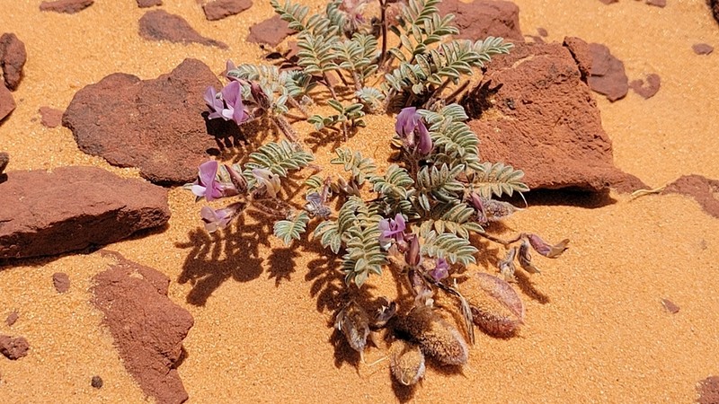 Escarpment Milkvetch photo 7