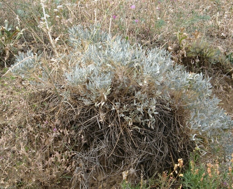Astragalus strictifolius