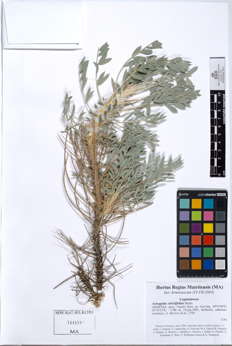 Astragalus strictifolius photo 2