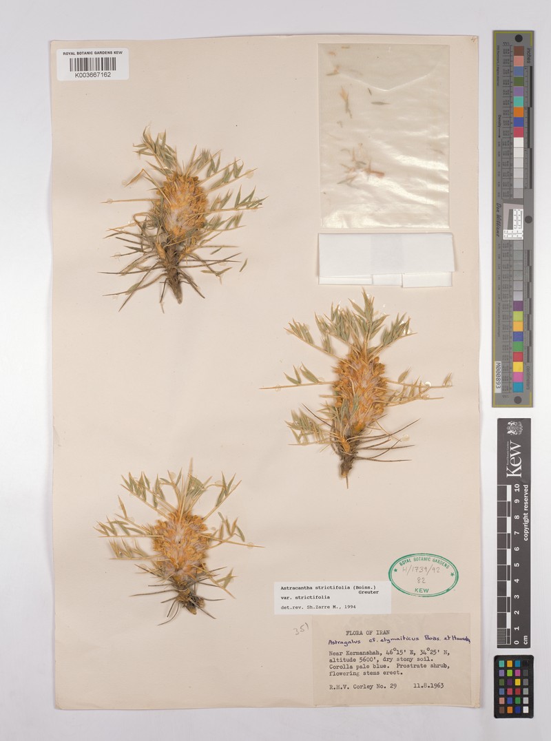 Astragalus strictifolius photo 3