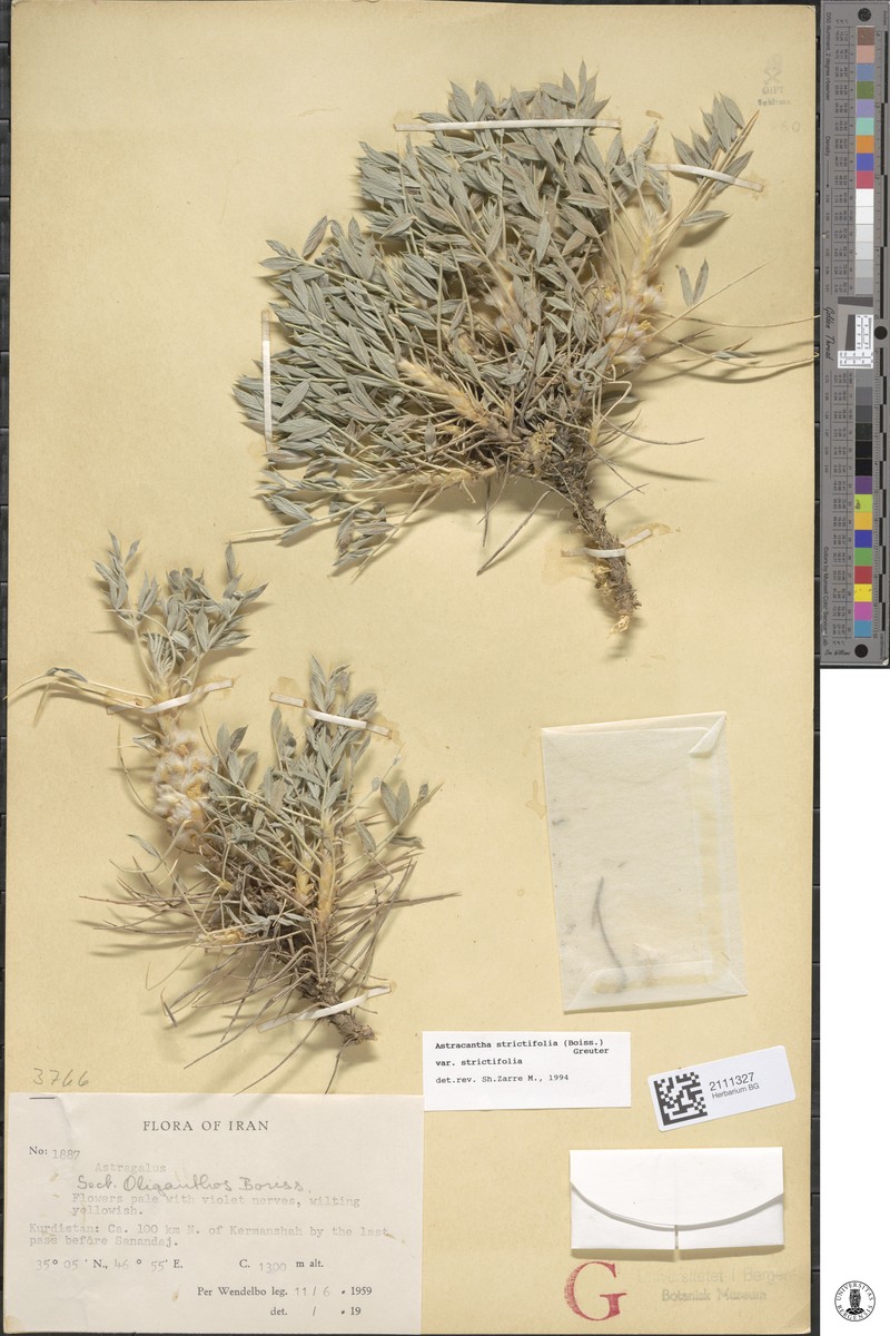 Astragalus strictifolius photo 4