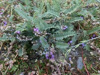 Astragalus strictus