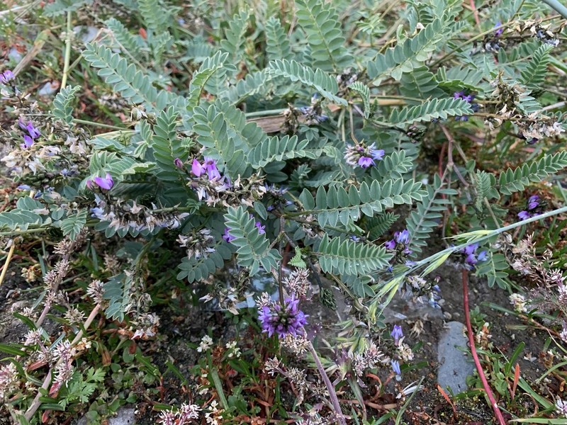 Astragalus strictus
