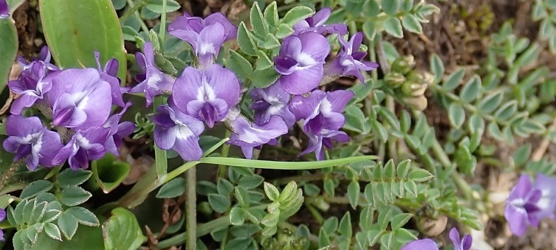 Astragalus strictus photo 2
