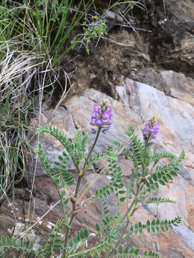 Astragalus strictus photo 3