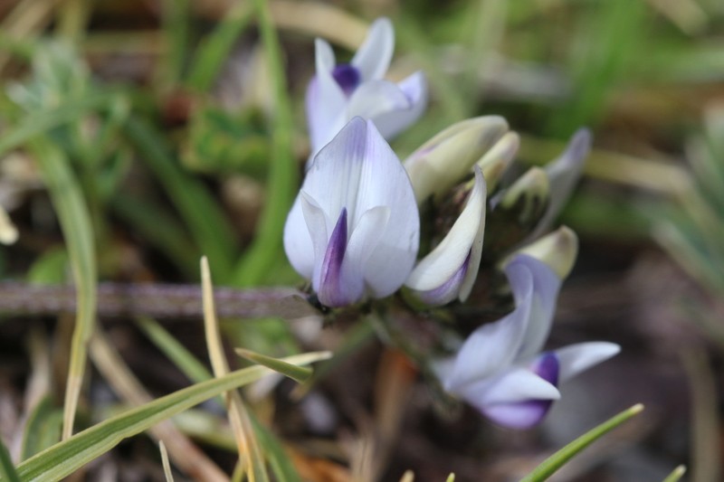 Astragalus strictus photo 4