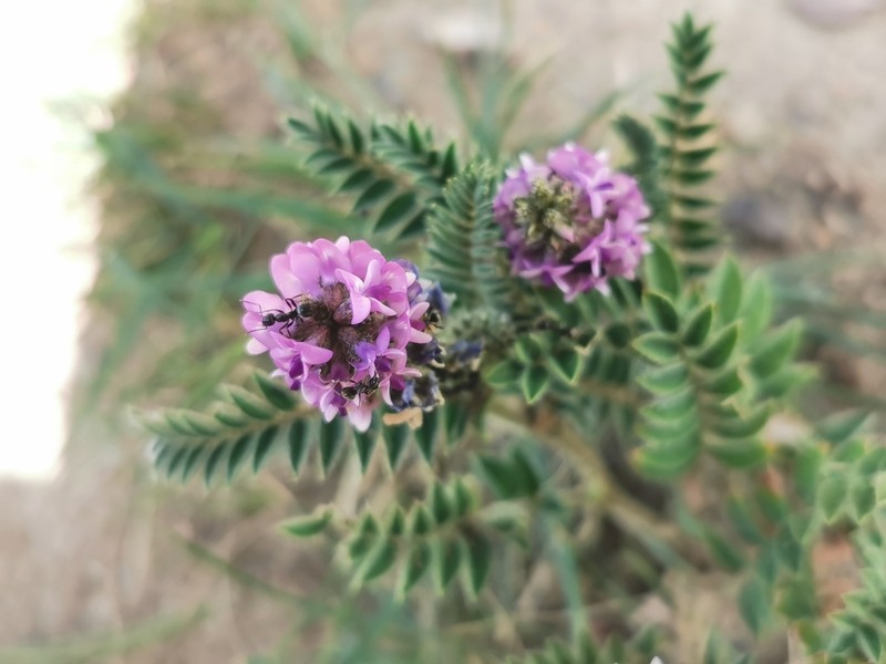 Astragalus strictus photo 5