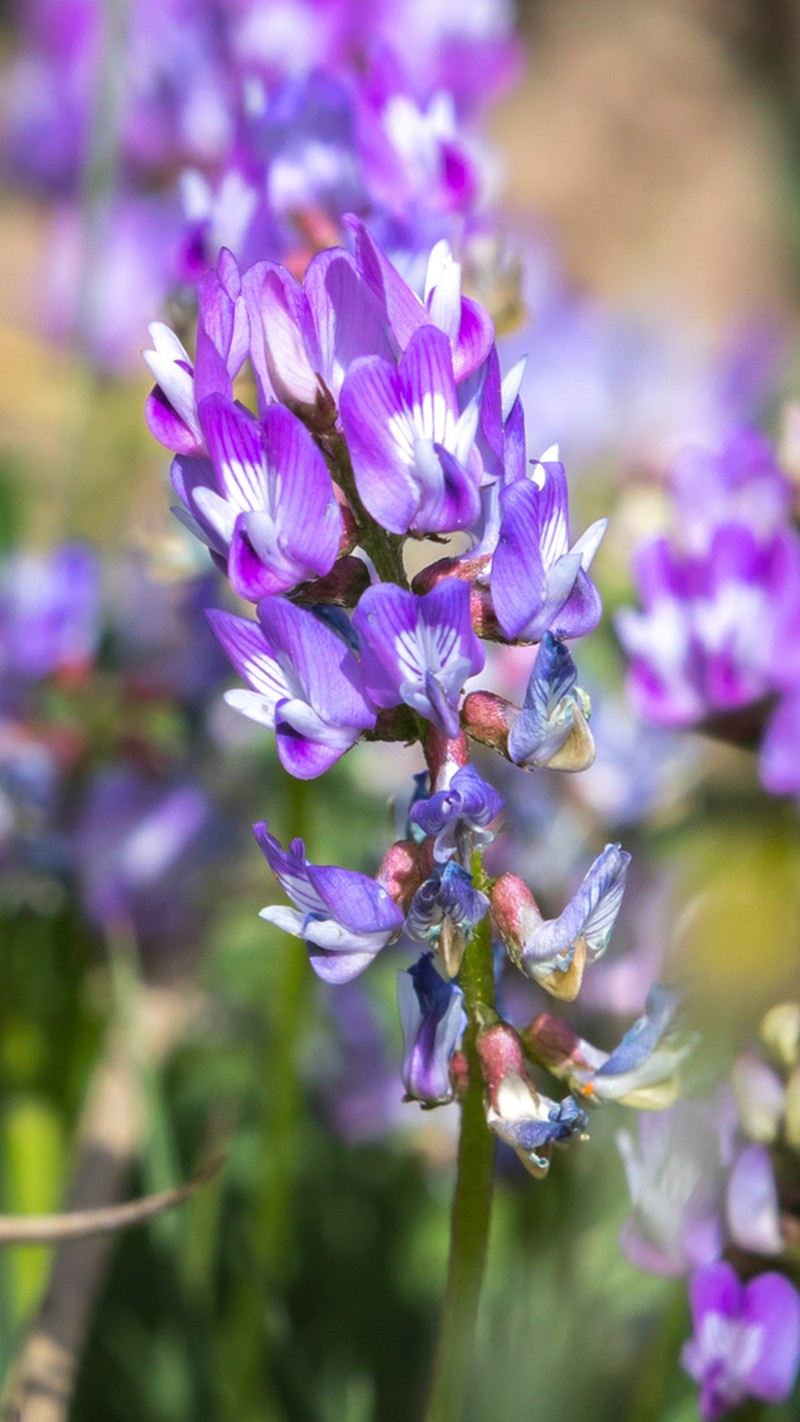 Astragalus strictus photo 6