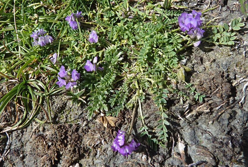 Astragalus strictus photo 7