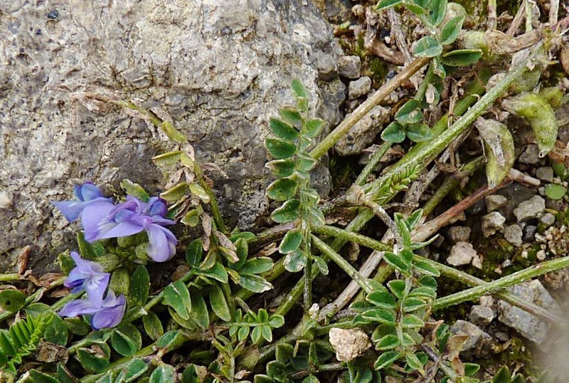 Astragalus strictus photo 8
