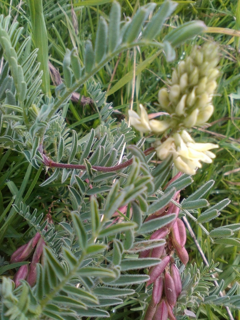 Astragalus strigulosus photo 2