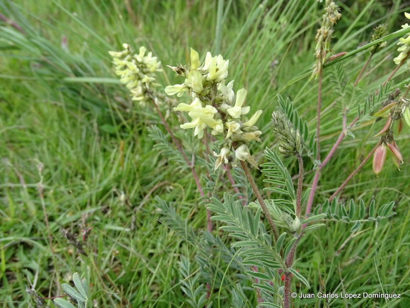Astragalus strigulosus photo 3