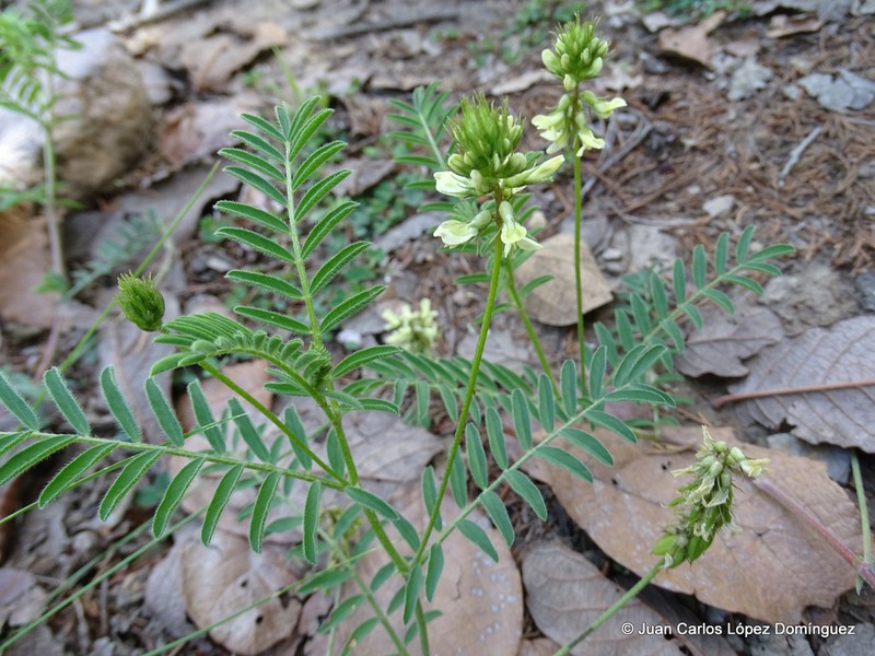 Astragalus strigulosus photo 4