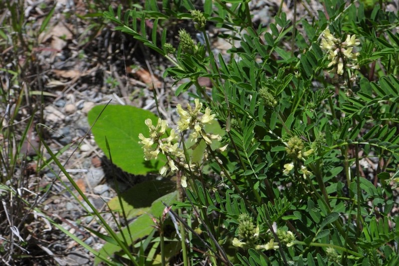 Astragalus strigulosus photo 5