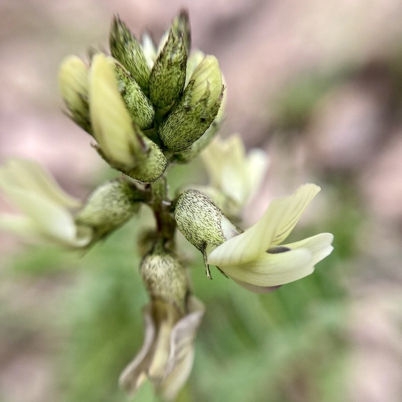 Astragalus strigulosus photo 6