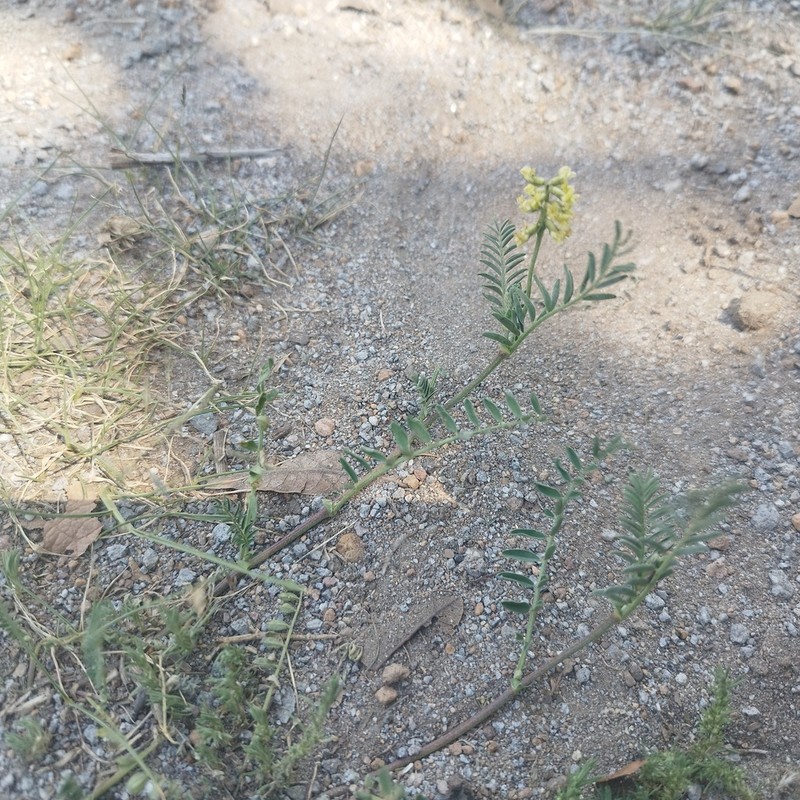 Astragalus strigulosus photo 7