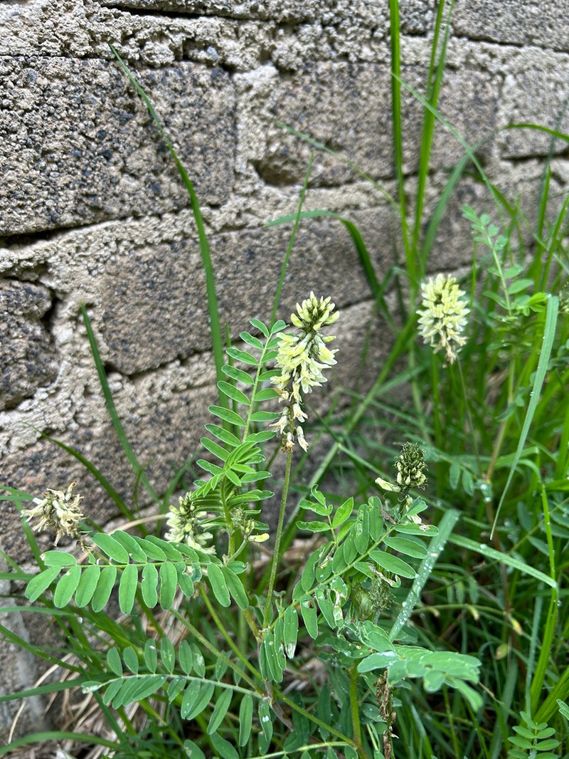 Astragalus strigulosus photo 8