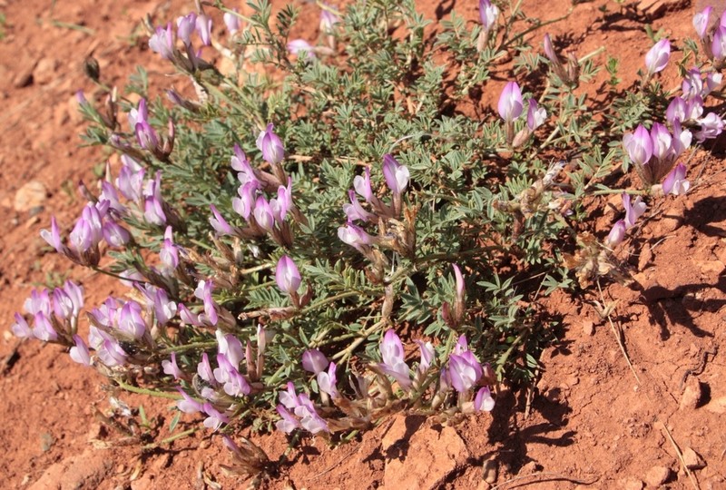 Astragalus subarcuatus