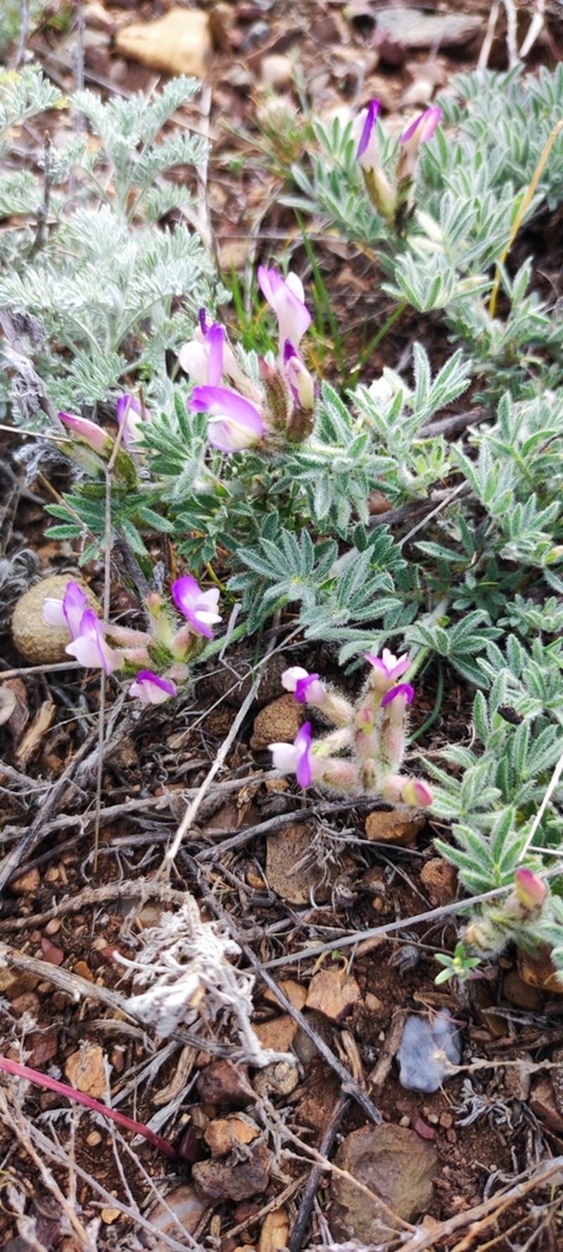Astragalus subarcuatus photo 2