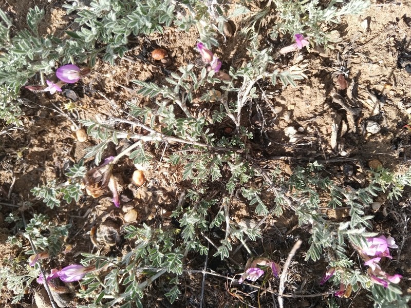 Astragalus subarcuatus photo 3