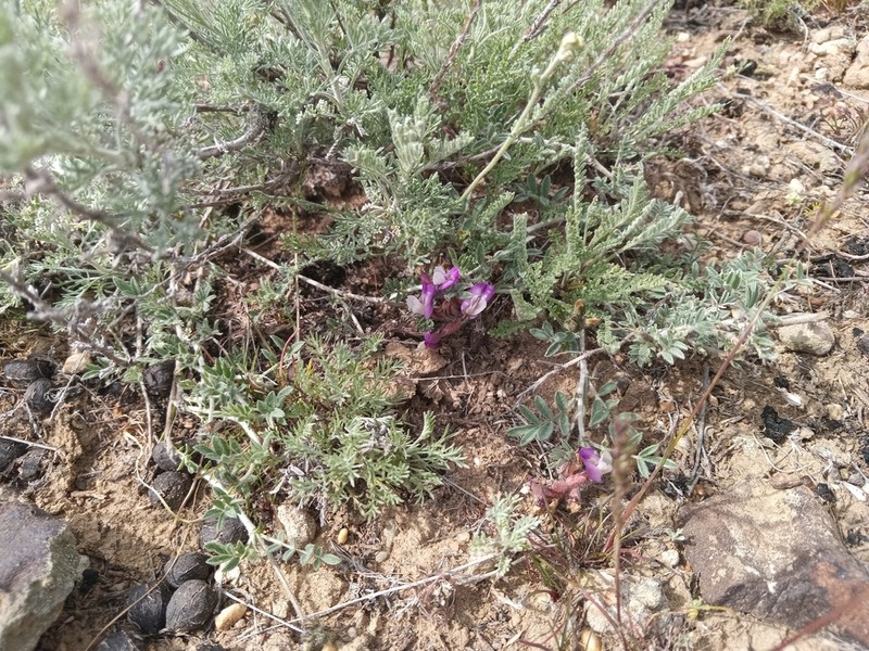 Astragalus subarcuatus photo 4