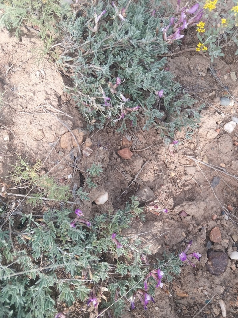 Astragalus subarcuatus photo 5