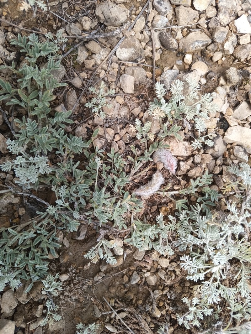 Astragalus subarcuatus photo 7