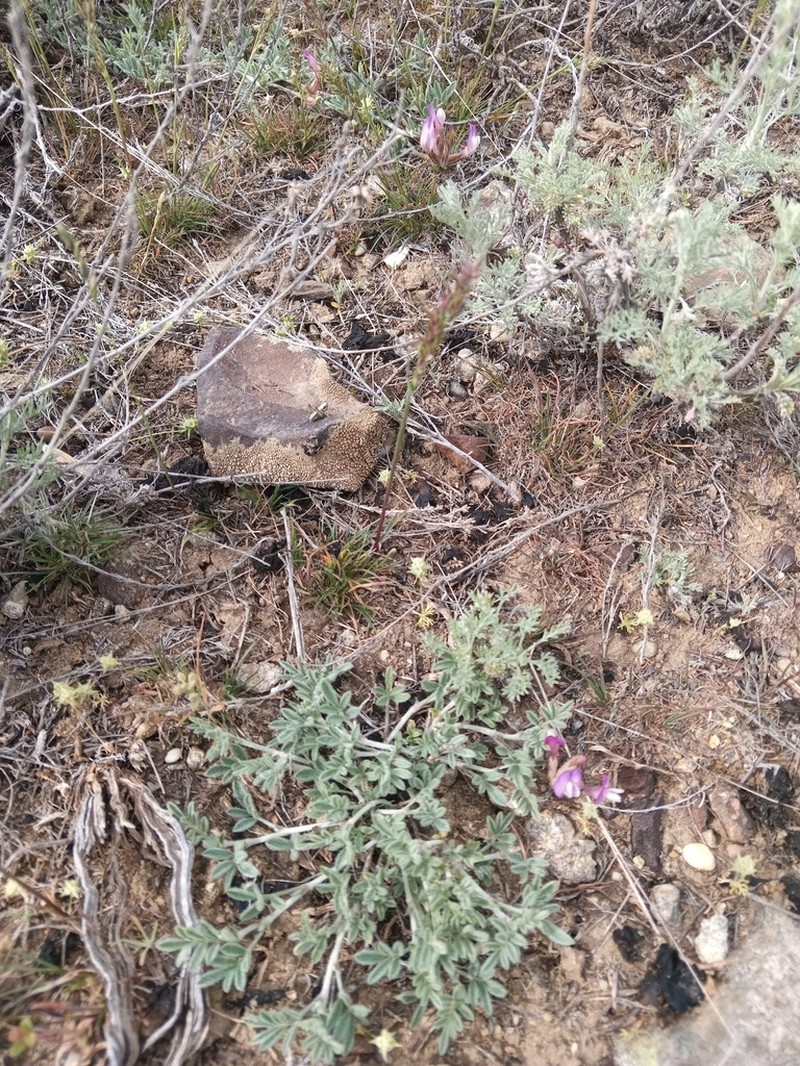 Astragalus subarcuatus photo 8