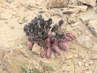 Astragalus subbijugus