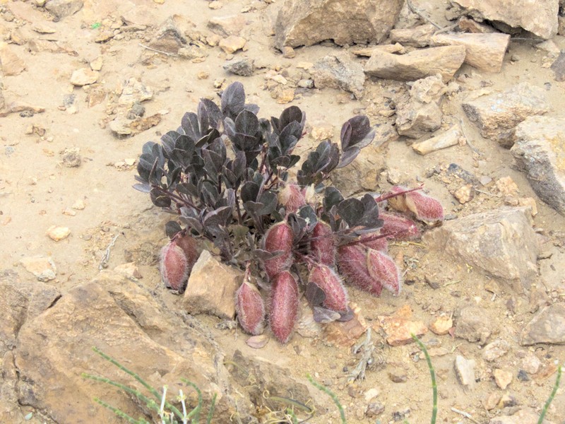 Astragalus subbijugus