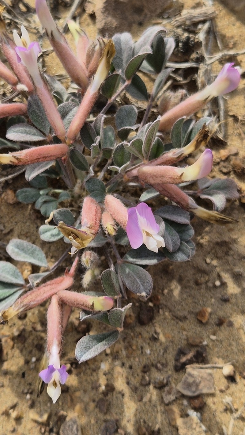 Astragalus subbijugus photo 2