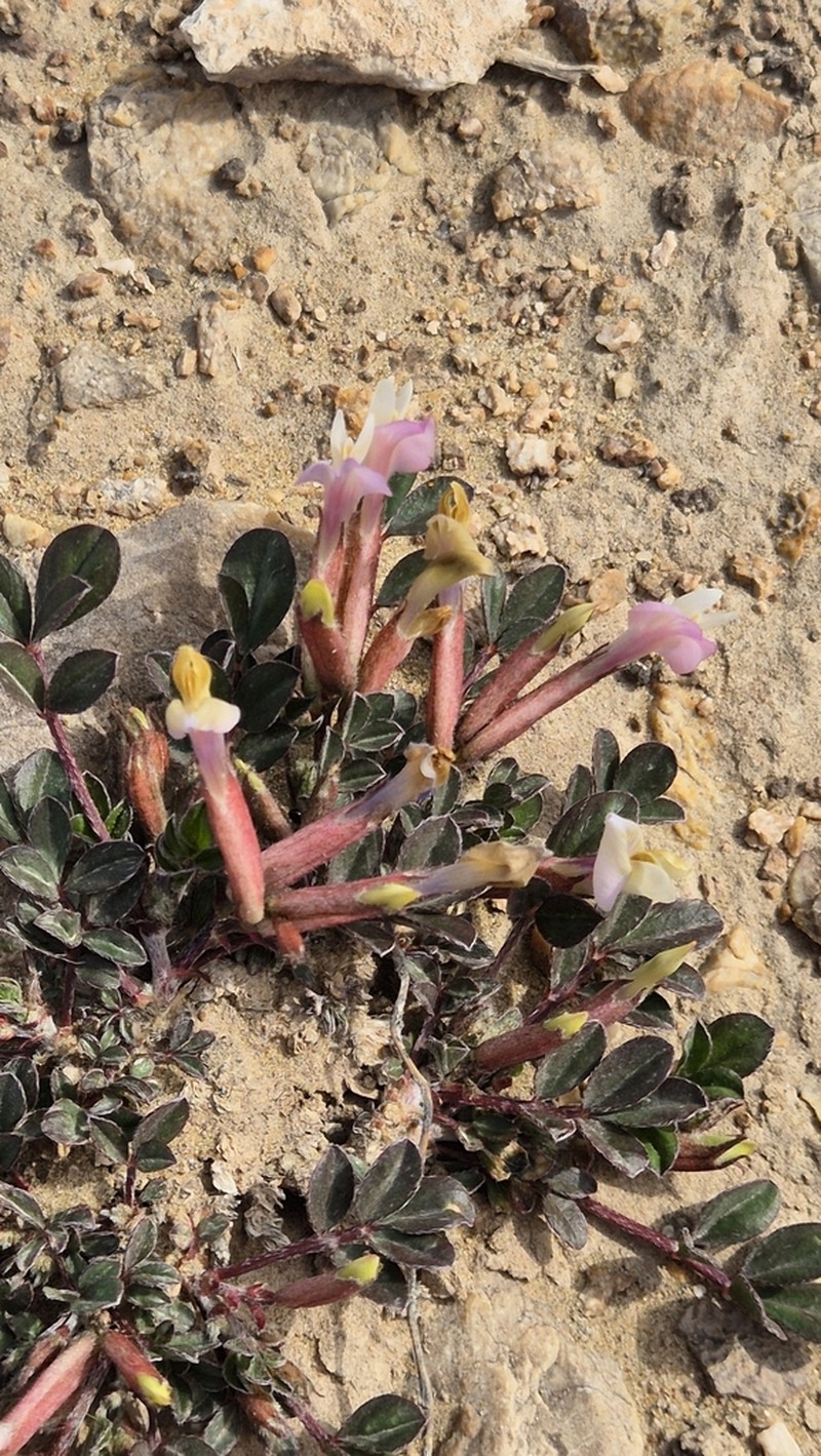 Astragalus subbijugus photo 3