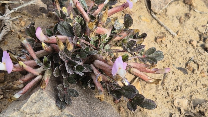 Astragalus subbijugus photo 4