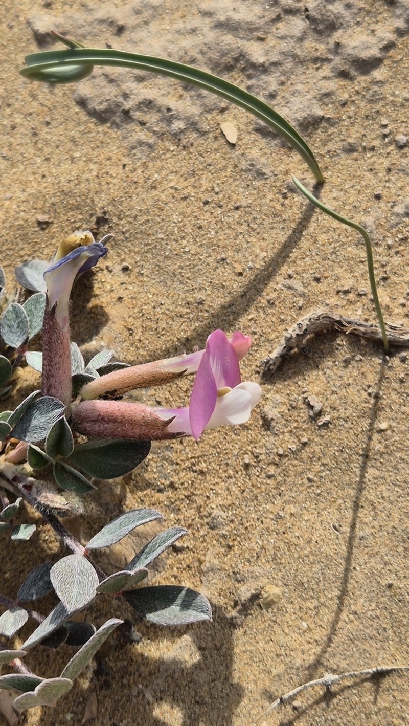 Astragalus subbijugus photo 5
