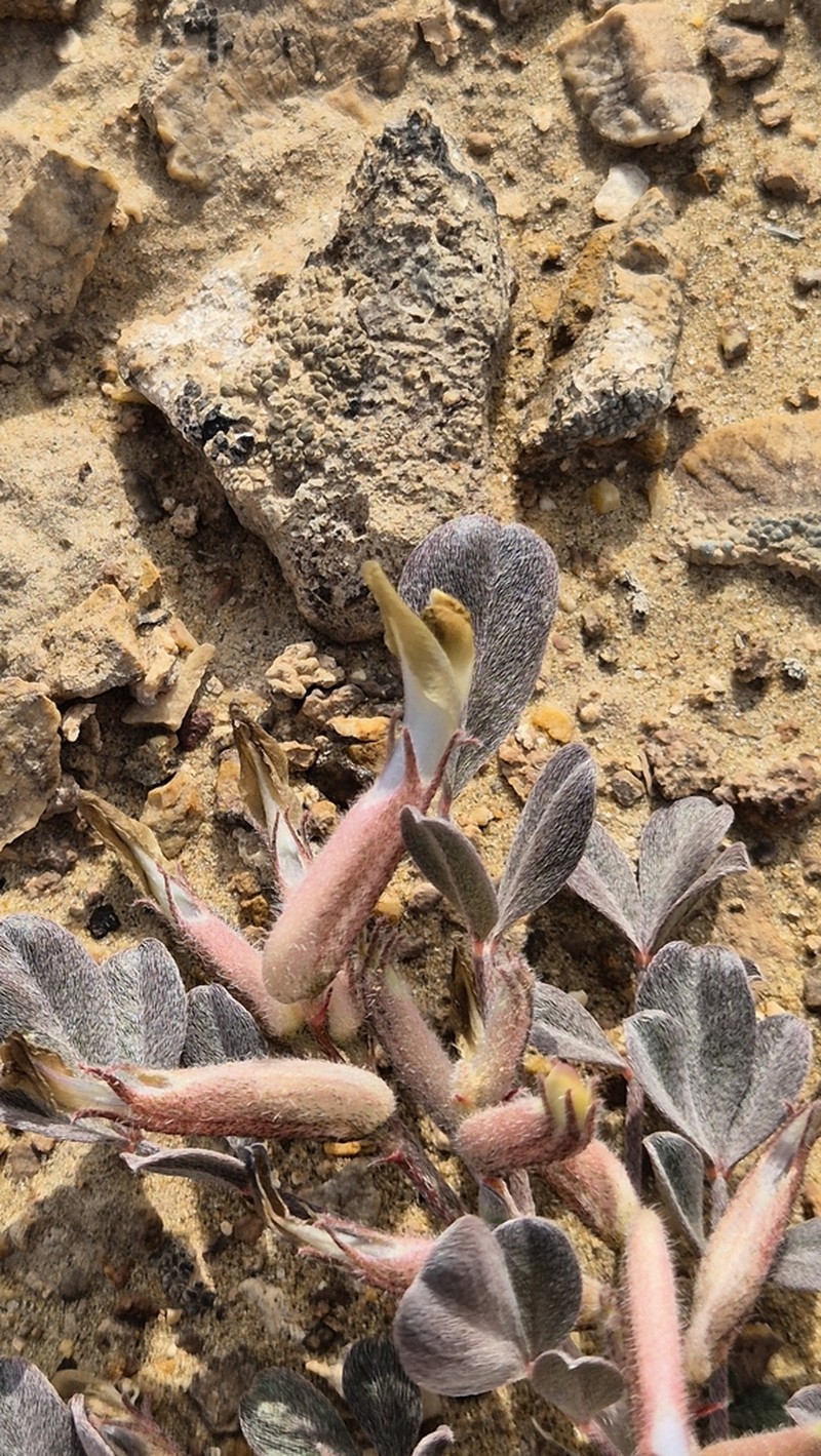 Astragalus subbijugus photo 6