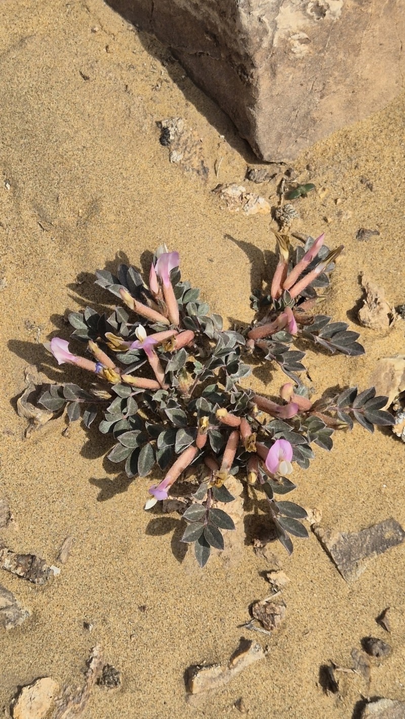 Astragalus subbijugus photo 7
