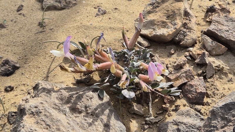 Astragalus subbijugus photo 8