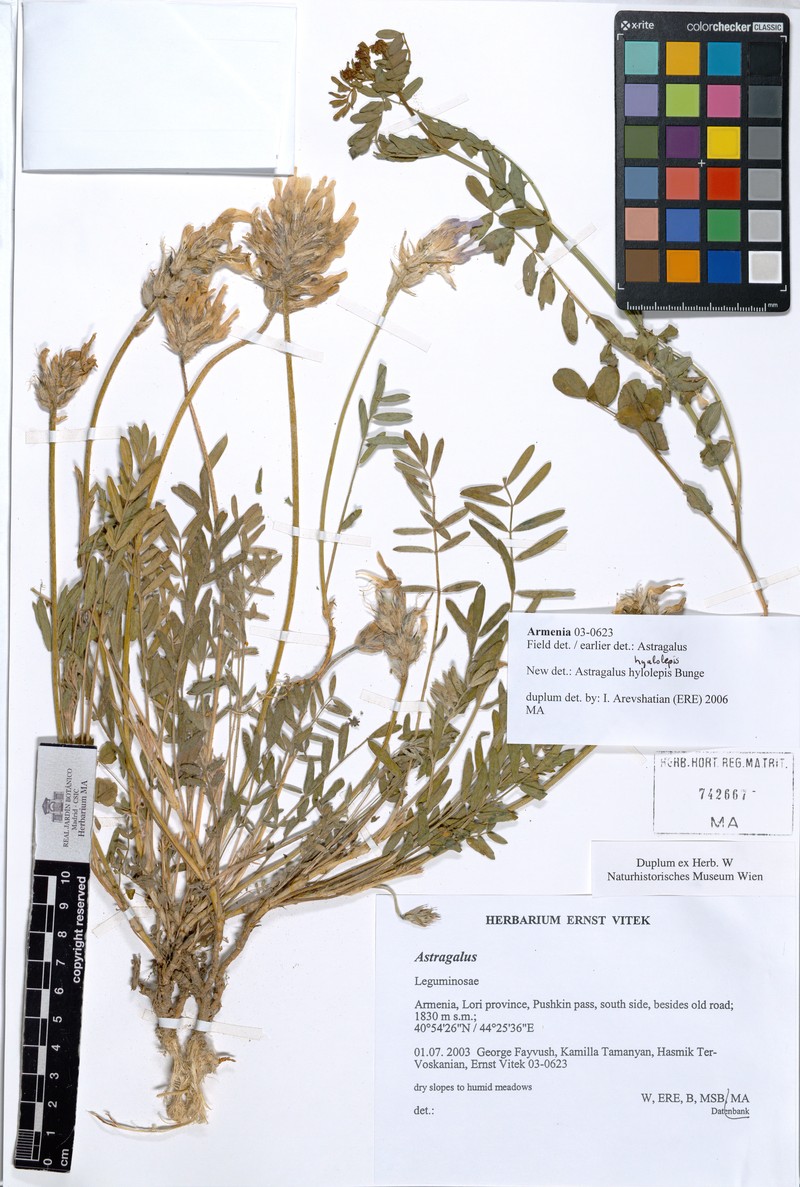 Astragalus subcaulescens