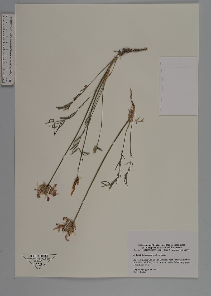 Astragalus subcaulescens photo 2