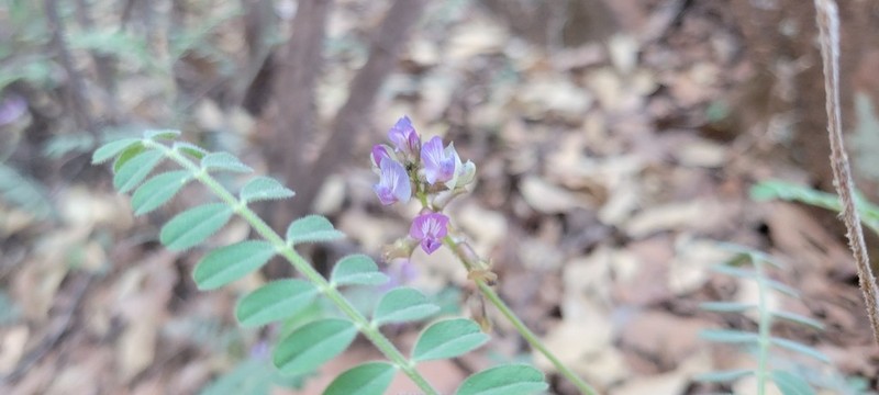 Silver's Milkvetch photo 3
